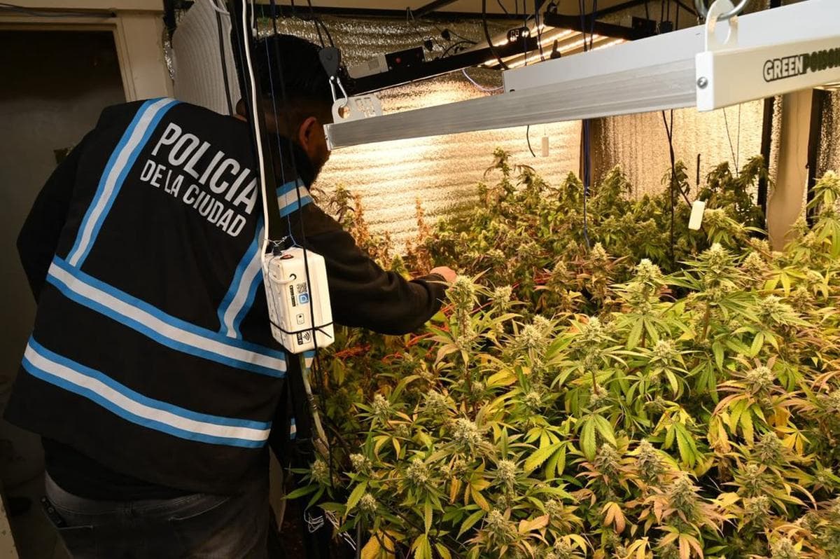 Desmantelan invernadero con 52 plantas de marihuana y armas